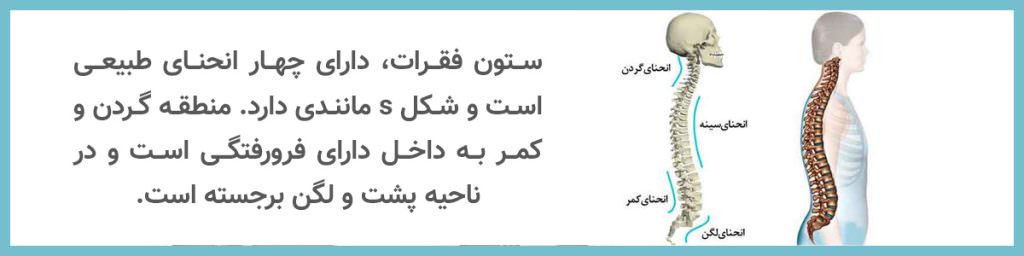 چهار انحنای ستون فقرات شکل s مانند ستون فقرات