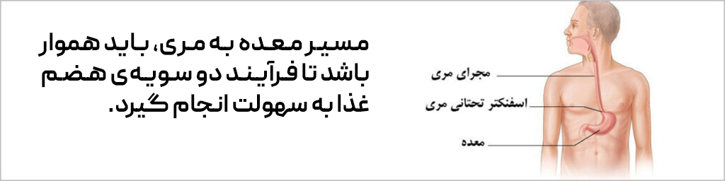 هموار بودن مسیر معده به مری برای سهولت هضم غذا